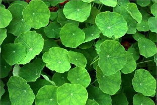 秦嵐直言“上鏡女星其實(shí)都不好看”，植物提取物揭示鏡頭下的審美扭曲